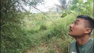 Mikat burung di kebun dapat banyak #birds #bird #burung #mikatburung 