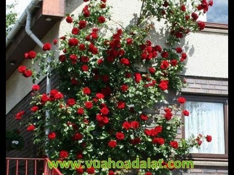 Video HOA HỒNG LEO ĐẸP - CÂY GIỐNG - youtube