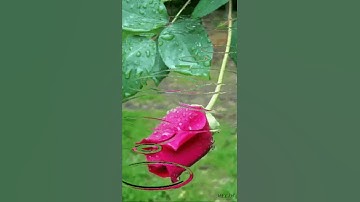 { ولو شئنا لأتينا كل نفس هداها } سورة السجده عبدالرحمن مسعد #ارح_قلبك #قران_كريم