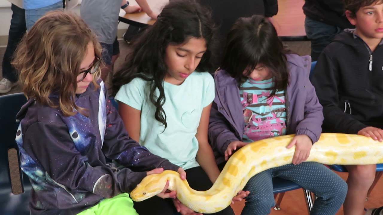 rat snakes in alabama Brian Gundy Shares Reptiles At San Francisco Bay Area School