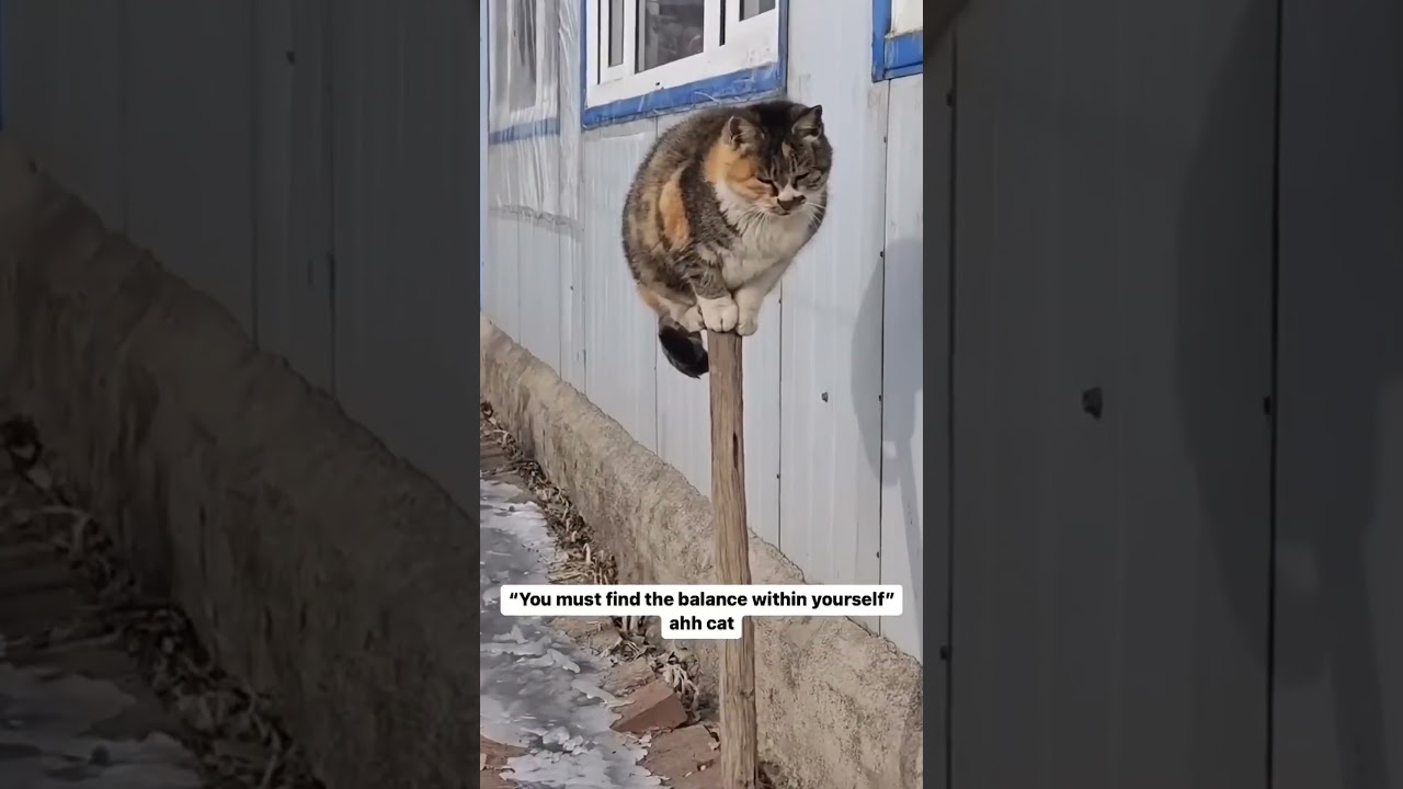 Tägliche Portion Katzencontent! Part 14