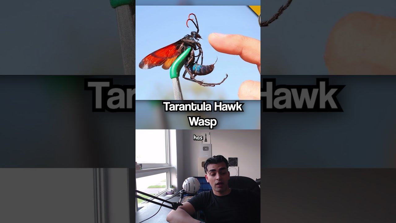 The Deadliest Insects In History 