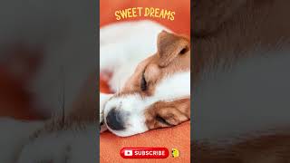 Relaxing Sleep Music For Dogs And Puppies ? Calm Your Dog Effectively shorts