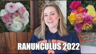 My 2022 Ranunculus Varieties : Flower Hill Farm