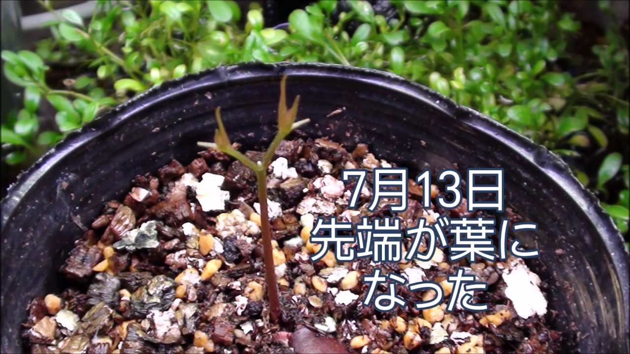 タネからライチ Youtube