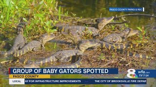 Pod of Baby Gators Spotted on Florida Trail | FWC Issues Safety Warning