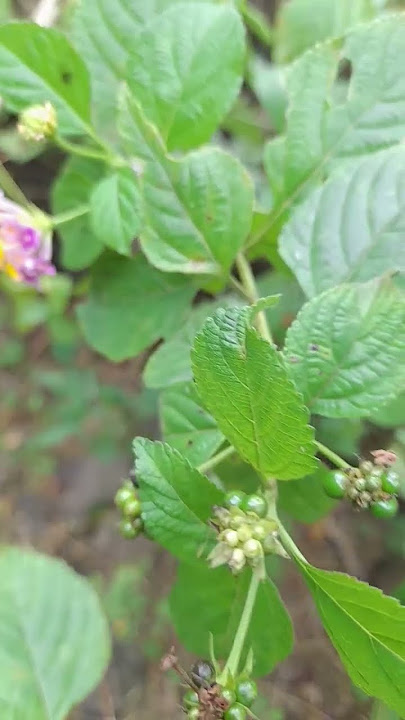 Daun obat herbal luka luar dan dalam #obatherbal #obatalami
