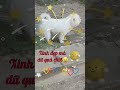 CÚN DỮ QUÁ CÚN ƠI nhỏ con mà sủa lớn tiếng quá #Tú Vân Happy Cooking #dog #pets #animals