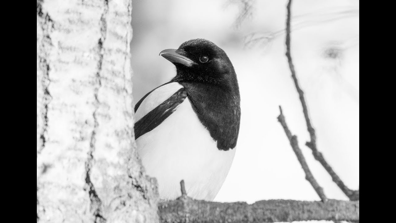 How To Get Crows And Magpies Out Of Your Yard!