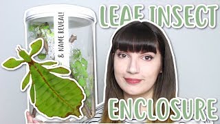 🌿 SETTING UP LEAF INSECT ENCLOSURE 🌿| & Name reveal