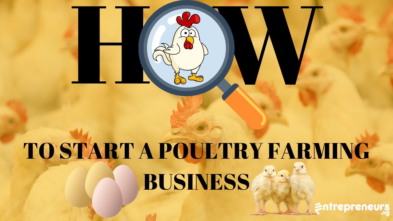 How To Start A Poultry Farming Business - YouTube