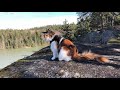 Maine Coon Cat: On The Edge Of The Cliff