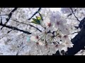 MY夢中/ハナレグミ