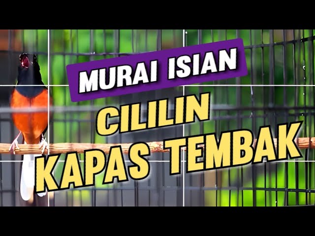 Murai batu isian cililin kapas tembak class=