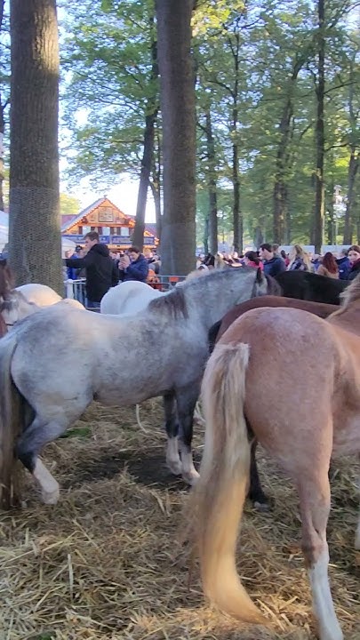 Zuidlaren Paardenmarkt 15-10-2024 Pferdemarkt 2024 - YouTube