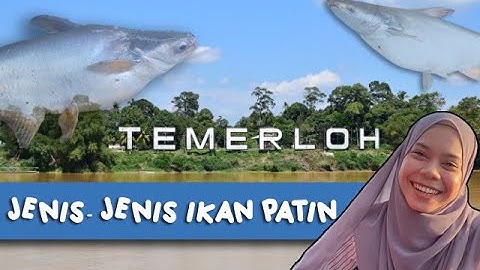 Jenis - Jenis Ikan Patin