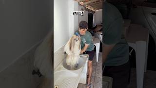 Um dia comigo mostrando o meu novo tanquinho de lavar os meus vestidos #pet #pets