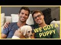 WE GOT A PUPPY | (Gay Couple) Taylor and Jeff