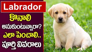 మీరు లాబ్రాడార్ ను పెంచాలనుకుంటున్నారా ? | Labrador Dog Facts in Telugu | PlayEven