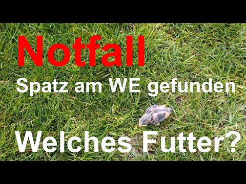 Video: 6 Möglichkeiten, Vögel zu fangen