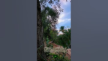 {الَّذِينَ صَبَرُوا وَعَلَىٰ رَبِّهِمْ يَتَوَكَّلُونَ (42)}#سورة_النحل
