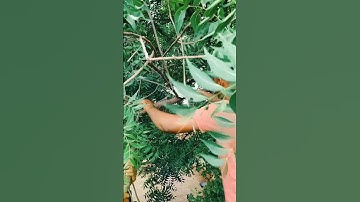 not receiving signal paid problem  | #tataplay #antenna #tvbox