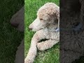 My doggg so cute