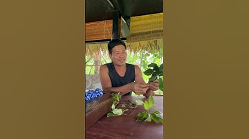 Cách Phân biệt Sâm Lai Châu với Sâm Ngọc Linh (P2) #bcmedia #duongsam #samngoclinh