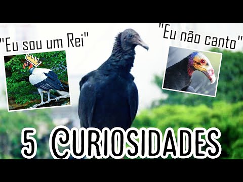 Por que os urubus não tem pena na cabeça?/5 curiosidades sobre os urubus/ Curiosa Mente - Animais