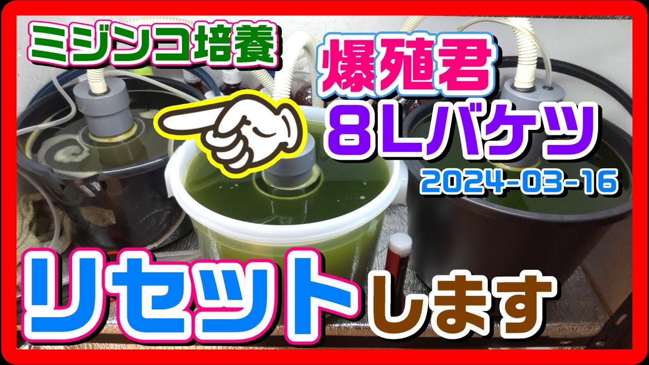 ミジンコ3日で1．5倍？【爆殖君8Lバケツ】のリセット確認