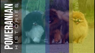 ANIMAL HISTORIES - long history of cute pomeranian dog