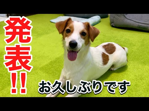 【１年ぶり】ポル太郎が、お久しぶりにお伝えしたい事があります！［しゃべる犬 ジャックラッセルテリア］