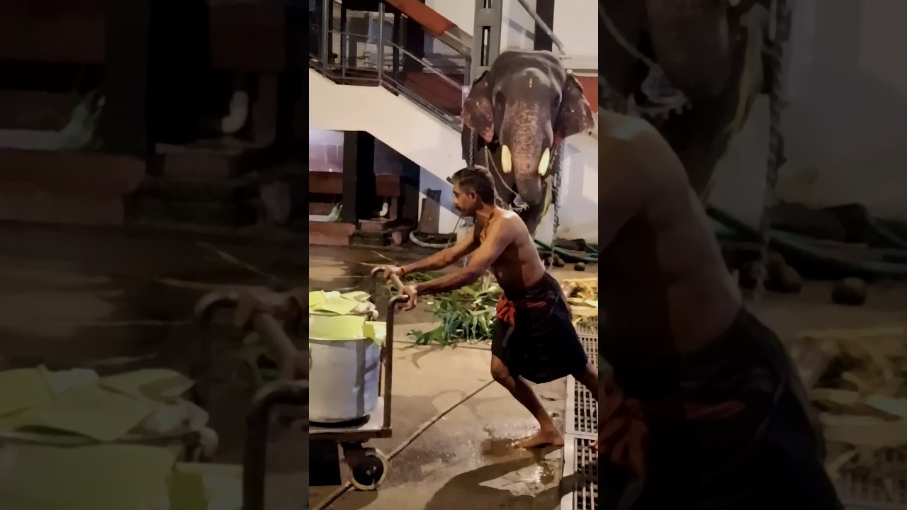 വെറുതെ കൊതിപ്പിക്കാനായിട്ട് കുറച്ച് ചോറ് തരോ പട്ട തിന്നുതിന്ന് മടുത്തു 😱😱 #shortsfeed #shorts #viral