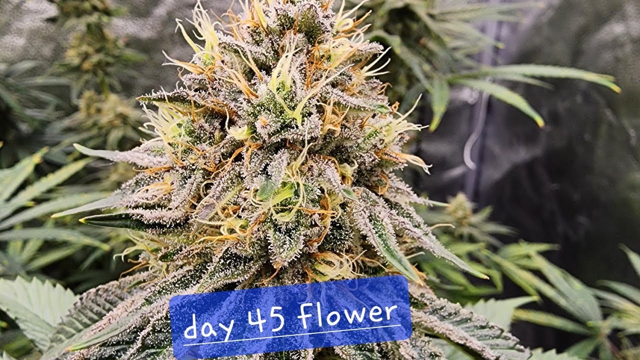 Ethos Genetics Update