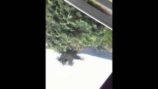 Killing Bees With Memsy