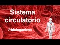 Sistema Circulatorio - Conceptos generales  - Biología