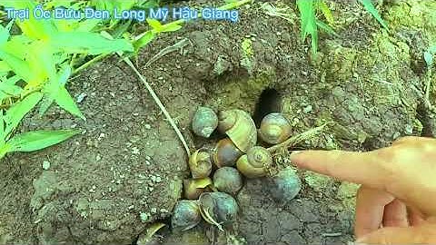 Cách xử lý khi Ốc chết không rõ nguyên nhân, cách khắc phục như thế nào ? Trại Ốc Bưu Đen Long Mỹ
