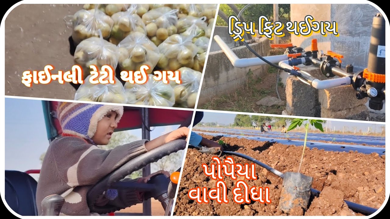 અમારી ટેટી પાકી ગય || પોપૈયા વાવી દીધા || ડ્રિપ નું કામ પુરુ ||