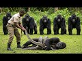 Man Saves Gorilla from a Giant Python, Then 5 Gorillas Surround Him