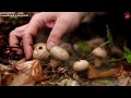 Дождевик – вкусный и недооцененный гриб (Михаил Вишневский).