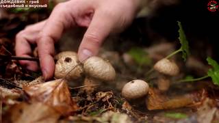 Дождевик – вкусный и недооцененный гриб (Михаил Вишневский).