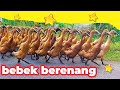 Ribuan Bebek Demo ke Sawah ( Potong Bebek Angsa lagu Bebek Adus Kali  jawa indonesia) Bebek Berenang