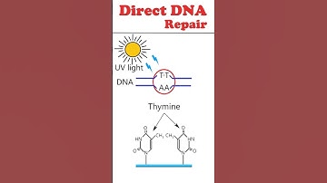 Direct DNA repair #animation #dnarepair