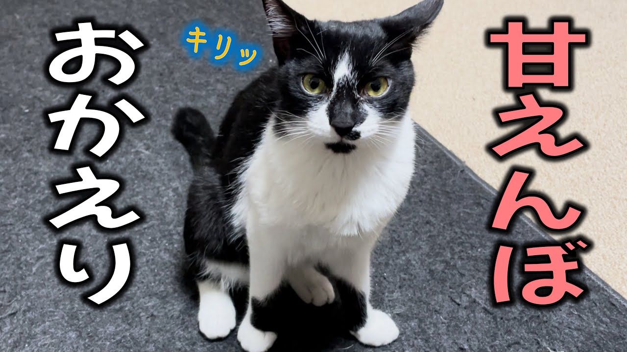 チビ猫たちが去勢手術から帰ってきた！ - YouTube