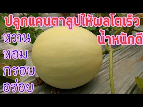 วีดีโอ: แคนตาลูปเติบโตจากเมล็ดนานแค่ไหน?