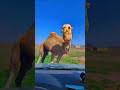 فحل هايج يكسر سيارة الرجال 