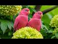 Nature Birdsong 🌙 Deep Sleep Sounds for Relaxation, Peaceful Nights & Better Rest