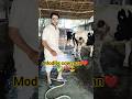 modler cow man❤✅💯. #shortsfeed #cow #gaai #trending #dhurandhar2 #dhurandhar #shorts