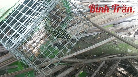 #Shorts rắn lục cườm có độc không.