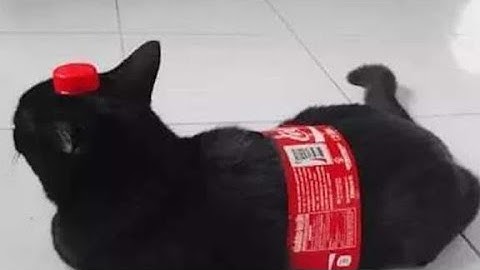 Posting memes until 1,000 subscribers day 2